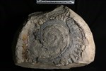 Helicoprion (IMNH 82001/30899 - Medial)