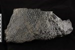 fish scales (Fish Scales (Miscellaneous) - Lateral)