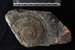 Helicoprion (IMNH 49006/36507 - Medial)