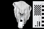Hagerman Horse (Cranium (Axial) - Cranial)