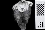 Hagerman Horse (Cranium (Axial) - Caudal)