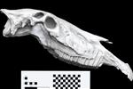 Hagerman Horse (Cranium (Axial) - Right)