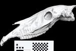 Hagerman Horse (Cranium (Axial) - Left)