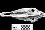 Hagerman Horse (Cranium (Axial) - Ventral)
