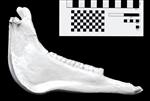 Hagerman Horse (Jaw (Axial) - Right)