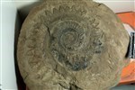 Helicoprion (IMNH 82001/36701 - Medial)