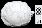 Tortoise (Skeleton (Axial) - Proximal)