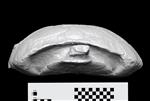 Tortoise (Skeleton (Axial) - Anterior)
