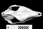 American Rhino (Cranium (Axial) - Dorsal)