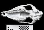 American Rhino (Cranium (Axial) - Ventral)