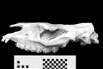 American Rhino (Cranium (Axial) - Left)