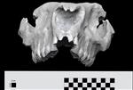 American Rhino (Cranium (Axial) - Cranial)