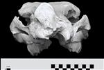 American Rhino (Cranium (Axial) - Caudal)