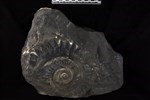 Helicoprion (IMNH 49006/37899 - Medial)