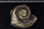 Helicoprion (Tooth Whorl (Mandibles and Teeth) - Medial)