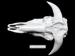 extinct musk ox (Cranium (Axial) - Dorsal)
