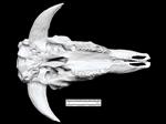 extinct musk ox (Cranium (Axial) - Ventral)