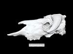 extinct musk ox (Cranium (Axial) - Left)