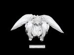 extinct musk ox (Cranium (Axial) - Cranial)