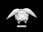 extinct musk ox (Cranium (Axial) - Caudal)