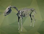 Hagerman Horse (Skeleton (Axial) - Overview)