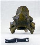 Giant Ice Age Bison (Thoracic Vertebrae 10 (Axial) - Ventral)