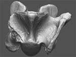 Giant Ice Age Bison (Cervical Vertebrae 3 (Axial) - Overview)