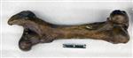 Giant Ice Age Bison (Femur (Right) - Posterior)