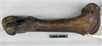 Giant Ice Age Bison (Femur (Right) - Medial)