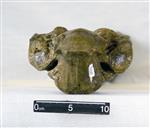 Giant Ice Age Bison (Thoracic Vertebrae 1 (Axial) - Ventral)