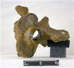 Giant Ice Age Bison (Cervical Vertebrae 2 - Axis (Axial) - Cranial)