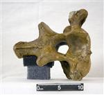 Giant Ice Age Bison (Cervical Vertebrae 2 - Axis (Axial) - Caudal)