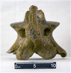 Giant Ice Age Bison (Cervical Vertebrae 2 - Axis (Axial) - Dorsal)
