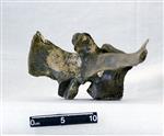 Giant Ice Age Bison (Lumbar Vertebrae 3 (Axial) - Right)