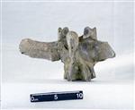 Giant Ice Age Bison (Lumbar Vertebrae 1 (Axial) - Dorsal)