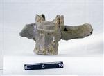 Giant Ice Age Bison (Lumbar Vertebrae 1 (Axial) - Ventral)