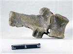 Giant Ice Age Bison (Lumbar Vertebrae 1 (Axial) - Right)