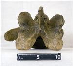 Giant bison (Cervical Vertebrae 4 (Miscellaneous) - Dorsal)