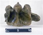 Giant bison (Cervical Vertebrae 4 (Miscellaneous) - Ventral)