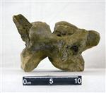 Giant bison (Cervical Vertebrae 4 (Miscellaneous) - Right)