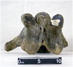 Giant bison (Cervical Vertebrae 3 (Miscellaneous) - Dorsal)