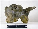 Giant bison (Cervical Vertebrae 3 (Miscellaneous) - Left)