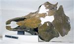 Giant bison (Cranium (Axial) - Dorsal)