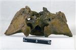 Giant bison (Sacrum (Axial) - Dorsal)