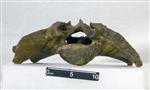 Giant bison (Sacrum (Axial) - Cranial)