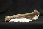 Giant bison (Tibia (Right) - Lateral)