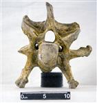 Giant bison (Cervical Vertebrae 5 (Miscellaneous) - Cranial)