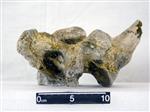 Giant bison (Cervical Vertebrae 5 (Miscellaneous) - Left)