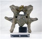 Giant Ice Age Bison (Cervical Vertebrae 5 (Axial) - Cranial)