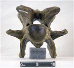 Giant Ice Age Bison (Cervical Vertebrae 5 (Axial) - Caudal)
